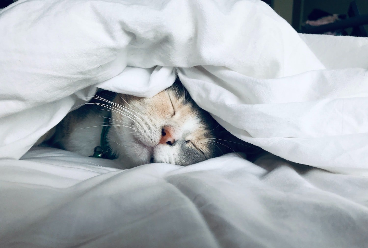 Sleeping cat