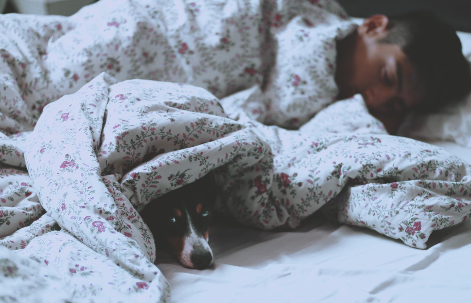 sleep man dog