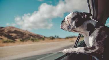 dogoutcar