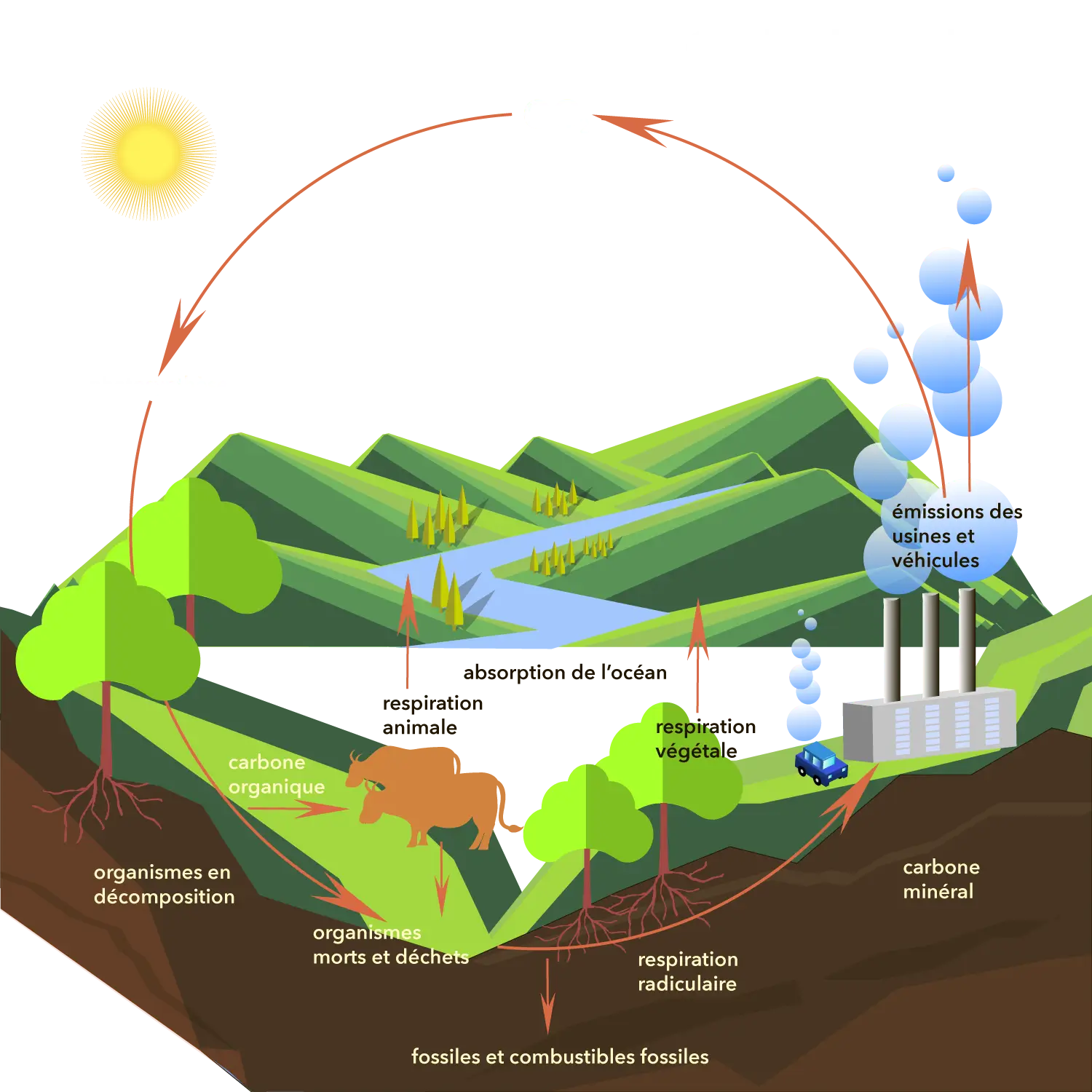 graphic-carbon_cycle_FR (1)