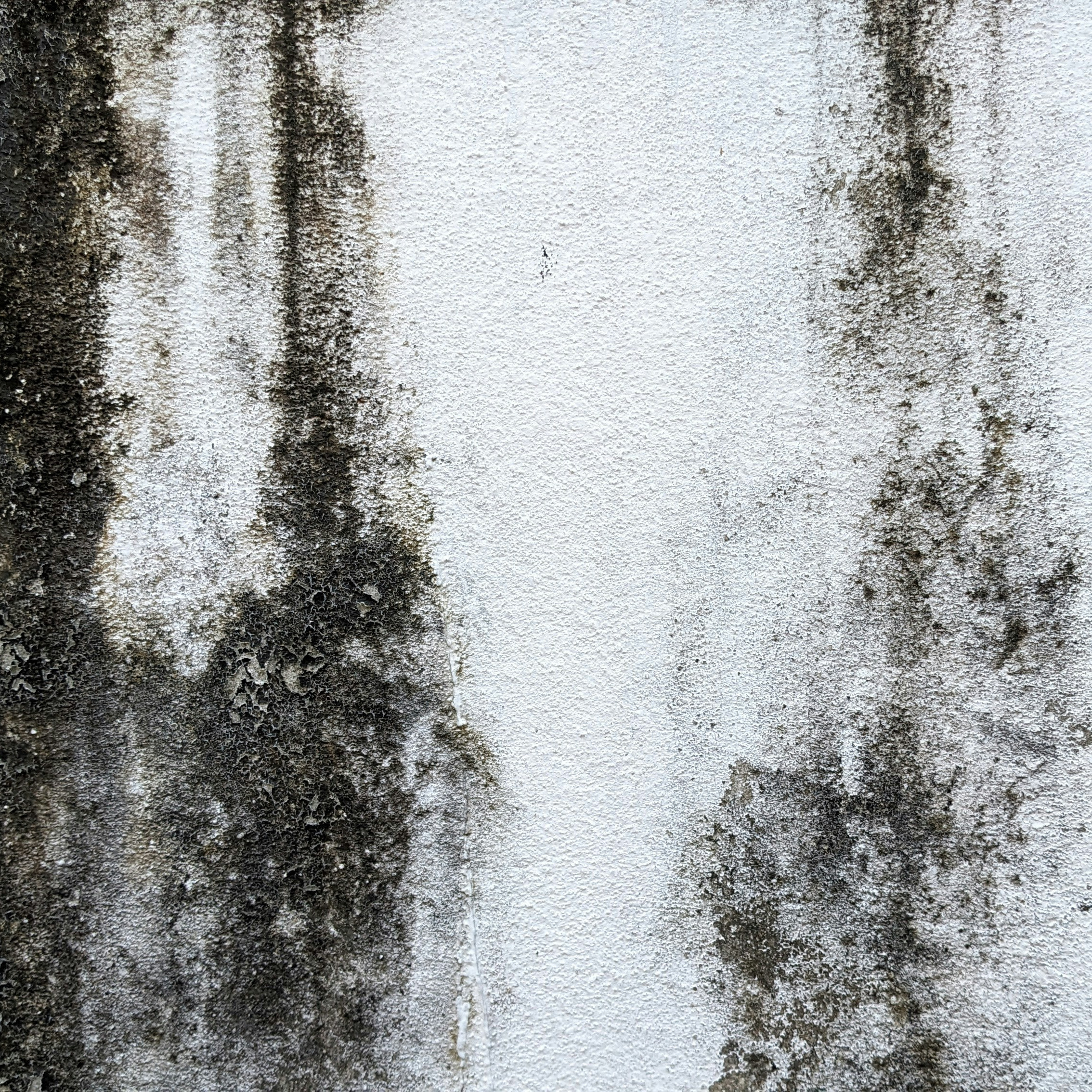 What is mold? Learn why it grows inside homes, and how to stop it from coming back