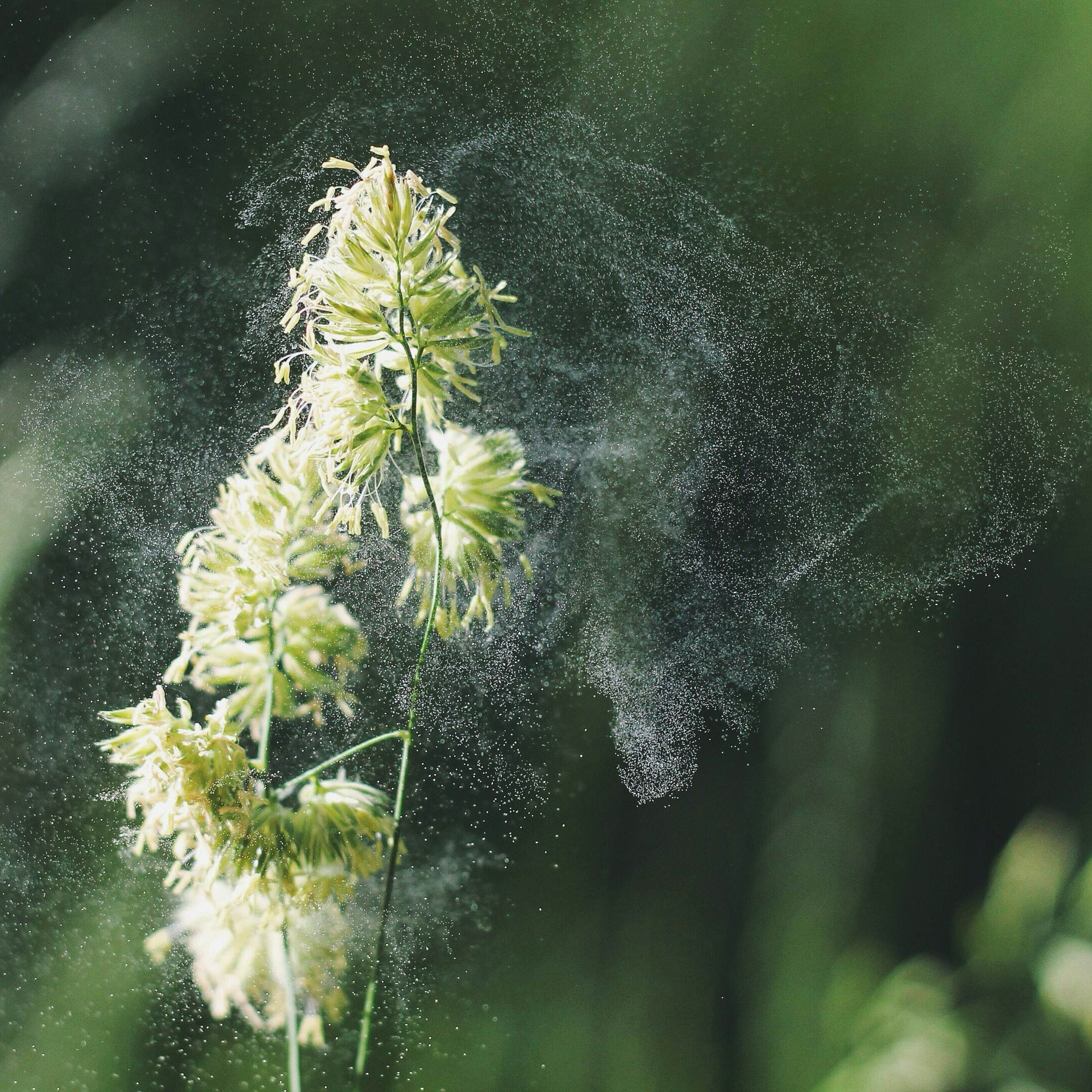 What is pollen? Learn how it enters your home and what you can do about it